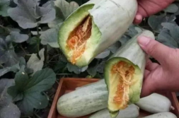 网红瓜孕妇可以吃吗,安全与禁忌揭秘