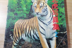 户内写真虎,探寻神秘森林中的王者风采