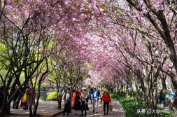 昆明海棠写真,春意盎然,花海如梦
